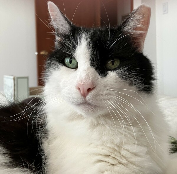 Head shot of medium-hair tuxedo cat, with his whiskers on full display —  along with his beautiful green eyes and super cute pink nose.