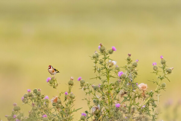 Ein Stieglitz auf einer Distel