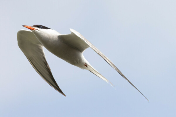 Fliegende Fluss-oder Küstenseeschwalbe