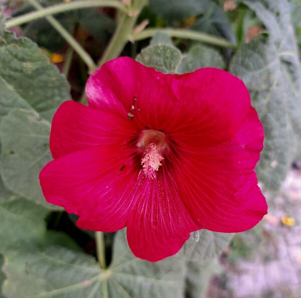 Nahaufnahme einer roten Blume zwischen grünen Blättern.