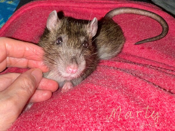 Our darling little agouti rattie lounging on my tummy (red t-shirt), looking adorable as ever. He’s looking up with bright dark eyes, pink nose and ears. My left hand is scratching his right cheek. His beautiful tail curls in the top right. 