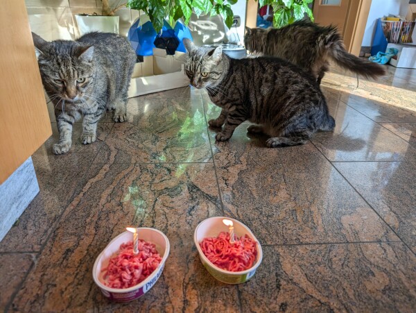 Zwei Schüsseln mit Faschiertem und je einer Kerze drauf stehen im Vordergrund am Boden. Im Hintergrund sind drei Katzen. Ganz links Jimmy, ein plüschiger, getigerter Kater, der sehr skeptisch zu den Kerzen schaut. Daneben Luna, eine getigerte Katze, die ihre Seite zur Kamera gewandt hat und ebenfalls skeptisch oder sogar eingeschüchtert wirkt. Im Hintergrund läuft Kitty, eine flauschige Langhaarkatze, aus dem Bild.