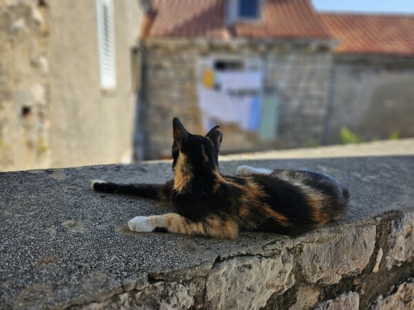 Picture of a calico cat lying on a wall looking the other way.