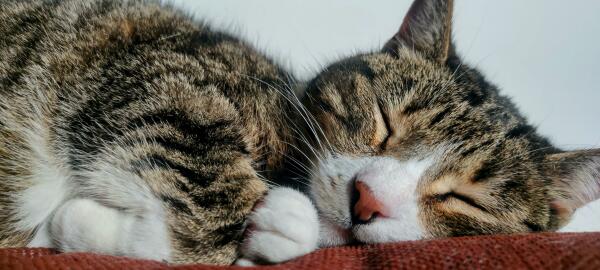 Close-up of a white and golden brown tabby cat, sleeping on a rust coloured sofa. Her paws are curled close to her white and pink nose. Her name is Menina