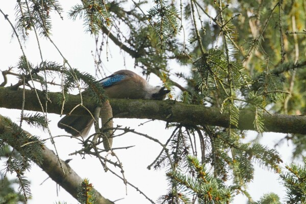 DE: Foto eines Eichelhähers der sich mit dem Rücken auf einen Ast gelegt hat und den Schnabel offen hat. 

EN: Photo of a jay lying on its back on a branch with its beak open. 