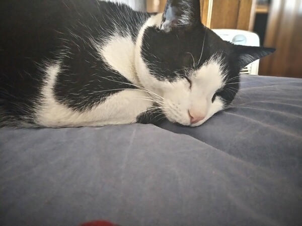 my cat Aubrey dozing on the bed.