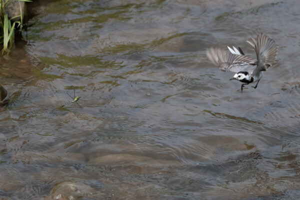 Eine fliegende Bachstelze über dem Wasser eines Flusses. Etwas weiter rechts fliegt eine Libelle