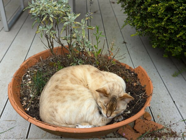 Broken shallow terracotta pot with thin sage branches extending upwards from dirt. White, beige, light brown cat curled up sleeping in the pot.