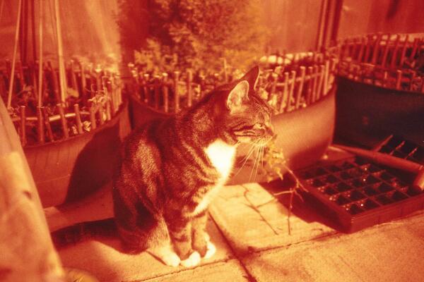 a handsome brown, black and white tabby cat 