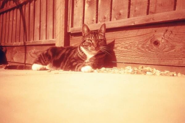 a handsome brown, black and white tabby cat 