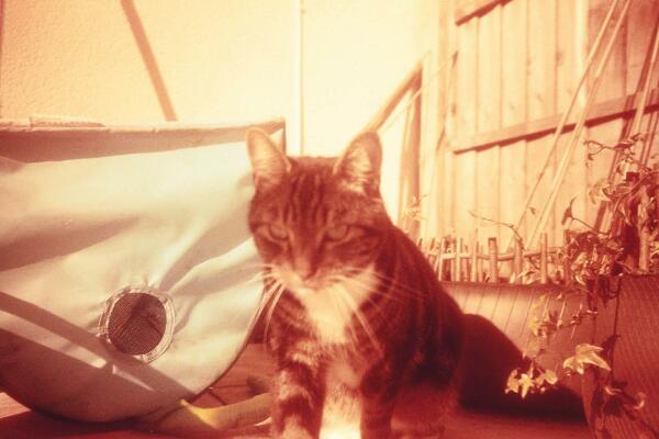 a handsome brown, black and white tabby cat 