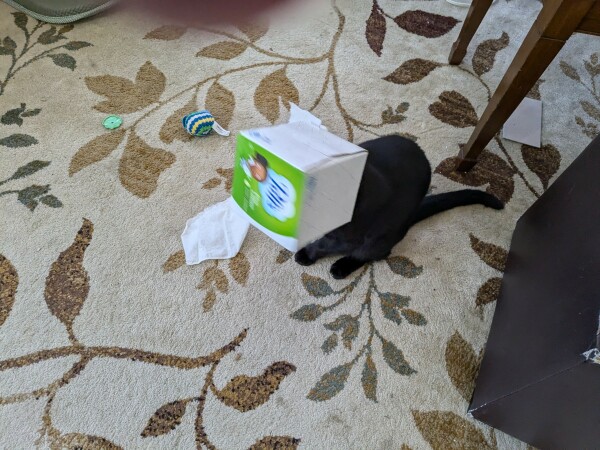 My black cat Frankie with her head in a tissue box.  I had to remove it