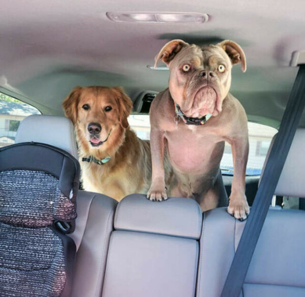 Zwei Hunde auf der Rückbank im Auto. Einer guckt ganz zickig mit aufgerissenen Augen.