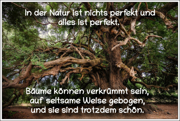 Bildbeschreibung:
Ein alter, alleinstehender Olivenbaum. Auf dem Bild ein Zitat der US-amerikanischen Schriftstellerin und politischen Aktivistin, Alice Malsenior Walker.