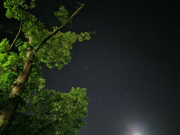 Foto vom Himmel mit einem Baum im Vordergrund. Der Baum ist grün, die Kamera hat lange belichtet, mit dem bloßen Auge erscheint er nur grau.
Am Himmel ist der große Wagen (Sternbild  großer Bär) deutlich zu sehen und in der fünffachen Verlängerung seiner hinteren Seite auch der Nordpolarstern