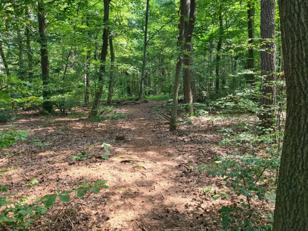 Ein kleiner Waldweg