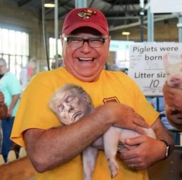 A smiling Tim Walz holding a piglet with Donald Trump’s face