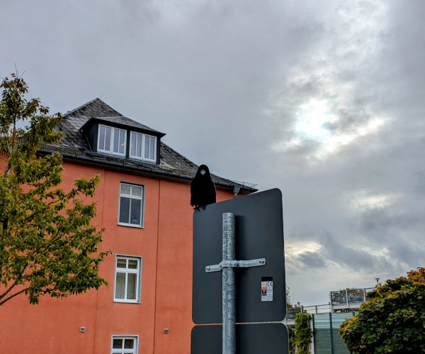 Eine Krähe sitzt auf einem Verkehrsschild vor einem rot/orangener Hauswand und schaut mich direkt an.
Der Himmel ist sehr bewölkt.