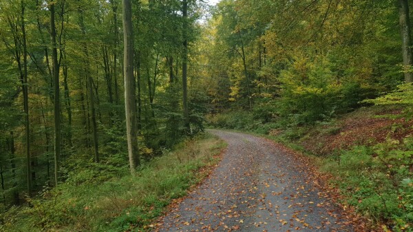 Waldweg im Herbst