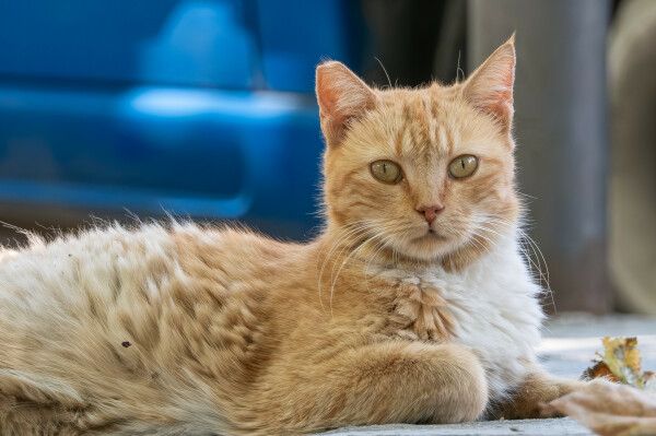 A red tabby cat rests on a sidewalk close to a blue car. The cat looks at the camera.