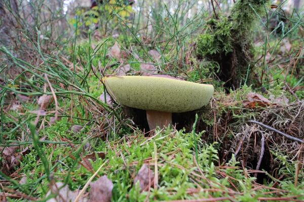 A yellowish-green mushroom is partially visible among green moss and scattered leaves on the forest floor, surrounded by a mix of grasses and twigs.