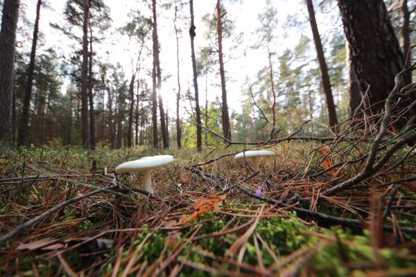 A forest scene featuring two white mushrooms growing on the forest floor, surrounded by fallen pine needles and small plants, with tall trees and dappled sunlight in the background.