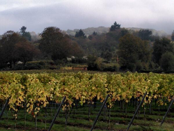 Many rows of yellw-green grapevine in front of trees in front of some fog towards the hills in the background.