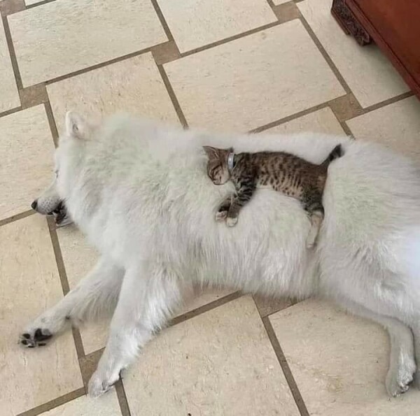 Photo of a white, fluffy dog laying down with a teeny tiny kitten laying down on top of it the same way.