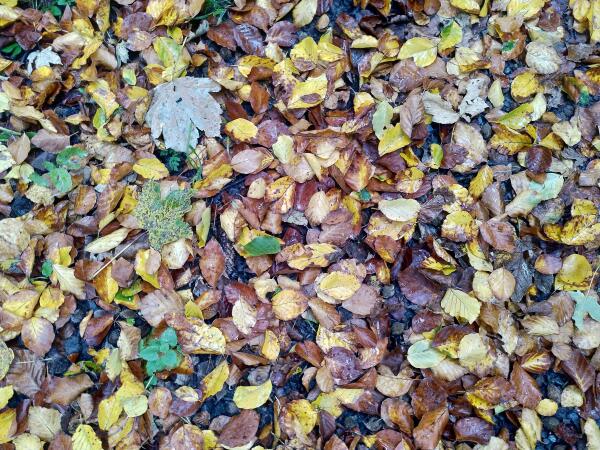 Gelbe, braune, rote und grüne Blätter auf dem Waldboden.