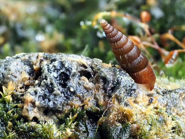 Eine kleine, ca. 10mm lange Schließmundschnecke auf einem Schlackestein mit Moosbewuchs.