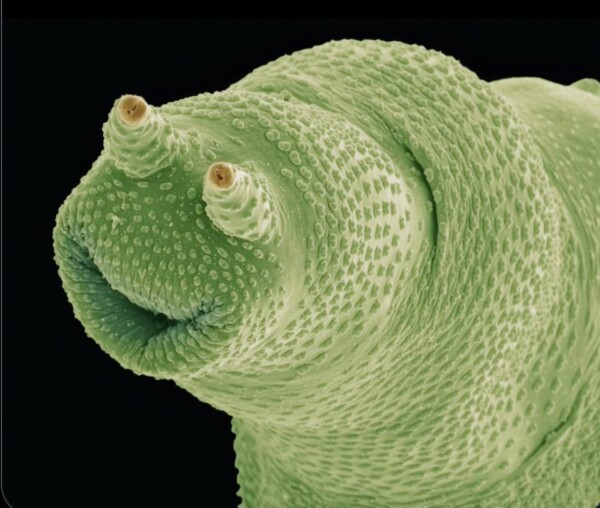 Bizarre yet cute tiny organism that looks like a chubby pale green worm with small googlt orange eyes and a curved mouth that looks like it's smiling