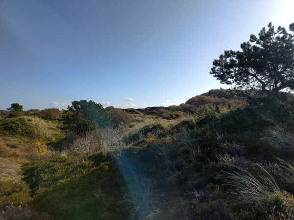 Weg durch Dünen mit unterschiedlichen Pfkanzen in der Sonne bei blauem Himmel. Rechts ein Baum in leichtem Gegenlicht.