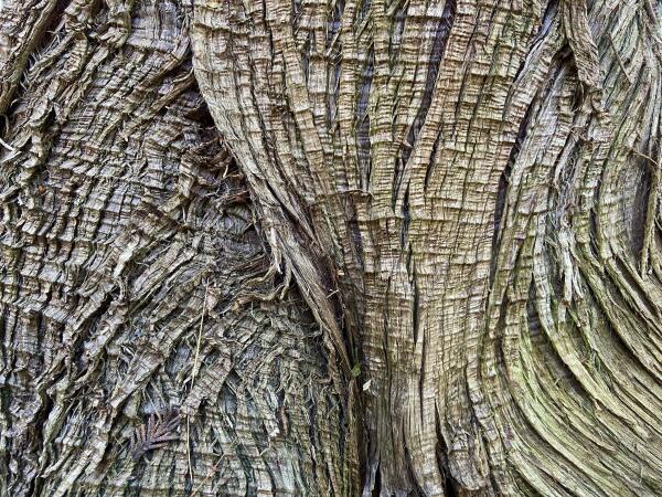 Curving swirling bark of a cypress tree. The curves are predominantly vertical, making long S's, textured with little horizontal lines throughout. 