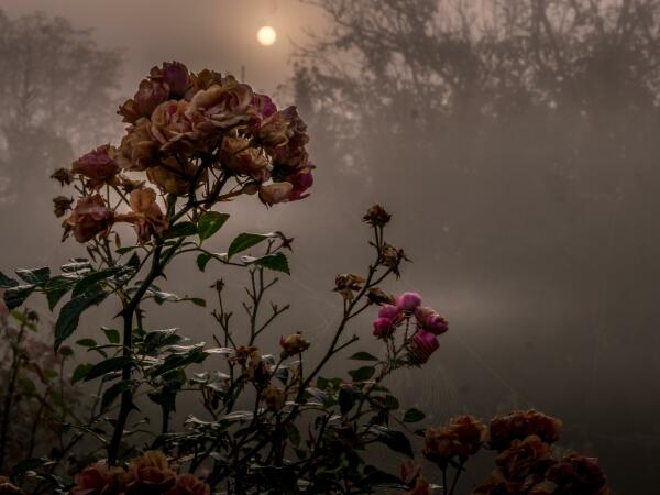 Restblühende Rose im Vordergrund, dahinter Nebel mit eine aufgegangenen Sonne, die durch den Nebel wie der Mond erscheint. Entfernt Schemen von Bäumen.