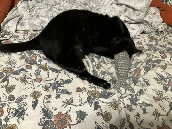 Shadow rolling over his fabric fish, curled up into a c shape 