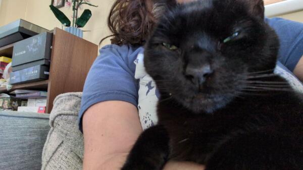 A close-up of a black cat draped over his human's arm.  He wears a comical expression, partially because his eyes are nearly closed.