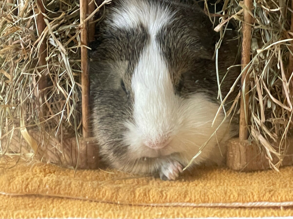 Guinea pig nestled in hay and peering out from a wooden shelter, one paw stretched to the front.