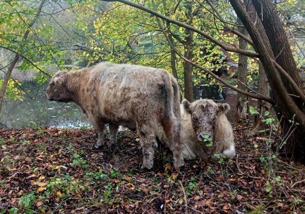 Zwei Galloways zwischen herbstlichen Bäumen an einem kleinen See. Eines guckt von der Kamera abgewandt aufs Wasser, direkt daneben liegt eines mit dem Blick zur Kamera – beide sehen nicht besonders zufrieden aus.