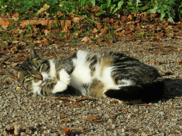 Eine getigerte Katze mit weißen Pfoten, weißem Bauch und weißer Brust liegt auf der Seite auf Schotter und zeigt ihren Bauch. Die Vorderpfoten sind ausgestreckt, als wolle sie diese frisch geputzt vorzeigen.