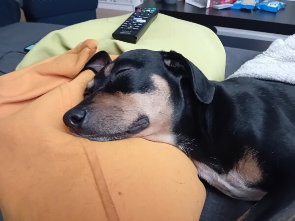 Cookies schlafendes Köpfchen auf einem orangefarbenen Sofakissen.