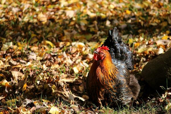 Huhn Sprotte umgeben von Herbstlaub im Land der Tiere