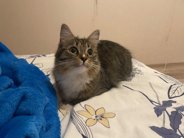 Nova sitting, almost loafing but not quite, on the bed and being owo, looking slightly up and to the right