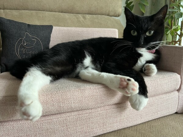 A black and white cat lounges on a small pink sofa. Its front paws are splayed out, showing its pink paw pads, and it appears relaxed and content. A decorative cushion with a cat design is positioned behind the cat.