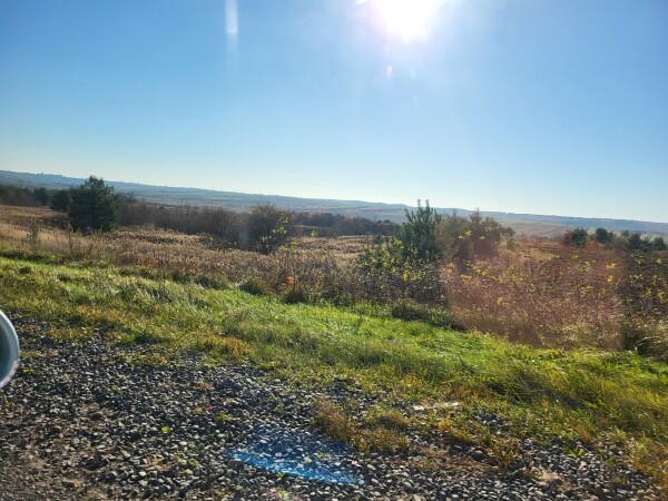 Landschaftsaufnahme; weite offene Fläche mit eingestreuten Kiefern und anderem Gebüsch. Strahlend blauer Himmel und Sonnenschein