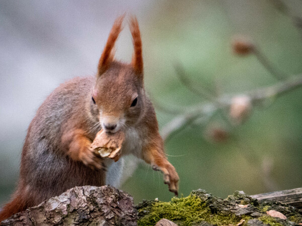 Hörnchen mit Nussfüllung