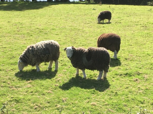 Four  chonky Herdwick sheep in a sunny green pasture 